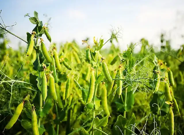 Cultivation of Peas