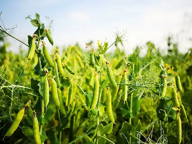 Cultivation of Peas