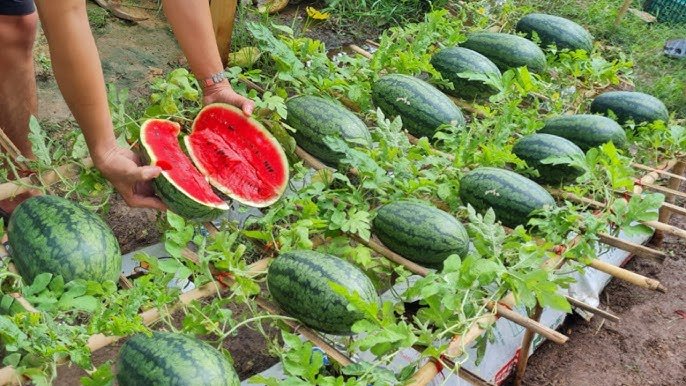 Watermelon cultivation: तरबूज की खेती कम लागत में बना देंगी करोड़पति,जाने सही तरीका