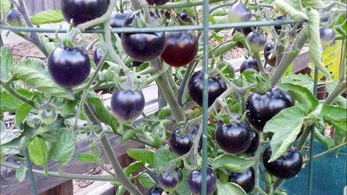 Cultivation of black tomatoes: काले टमाटर की खेती आपको करोड़पति बना देंगी,जाने इसे करने का सही तरीका
