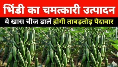 भिंडी की खेती बना देंगी आपको धन्नासेठ कम लागत में होंगी मोटी कमाई,जाने इसे करने का सही तरीका