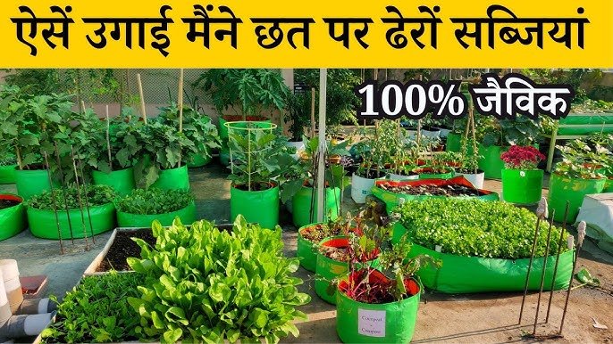 अगर आप भी अपने गार्डन में सब्जिया उगाते है तो इन बातो रखे ध्यान,सब्जिया हो सकती है ख़राब,जाने