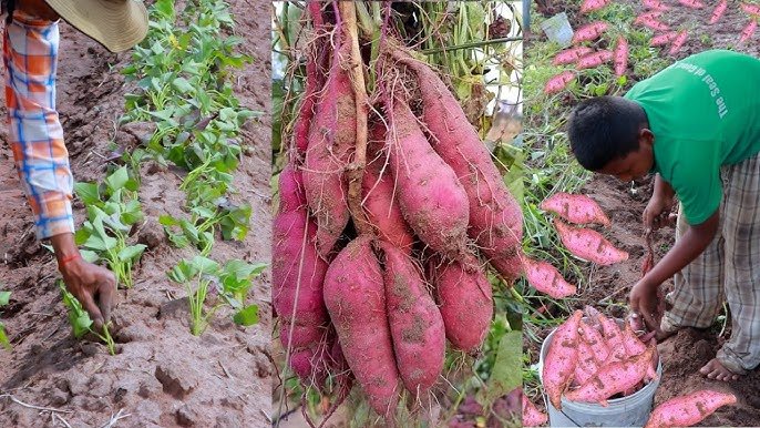Sweet Potato Cultivation 2024: शकरकंद की खेती बना देंगी मालामाल,जाने इसे करने का सही तरीका