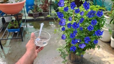 ये स्वर्ग से आया हुआ फूल घर में लगाने से,मिलेंगी सफलता होती है धन की बारिश,जाने