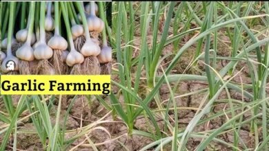Cultivation of Garlic: कम लागत में मालामाल कर देंगी लहसुन की खेती, जाने इसे करने का तरीका