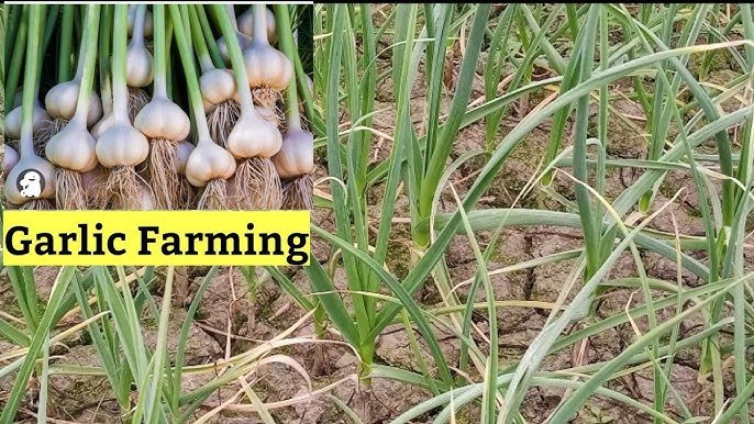 Cultivation of Garlic: कम लागत में मालामाल कर देंगी लहसुन की खेती, जाने इसे करने का तरीका