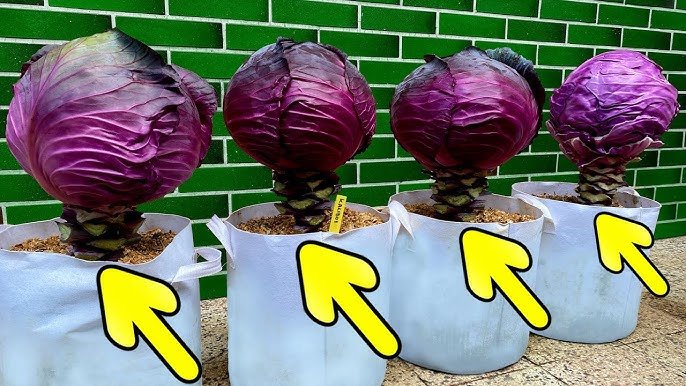 Cultivation of colorful cabbage:कम समय में इस गोभी की खेती कर बन सकते है धन्नासेठ,जाने इसे करने का सही तरीका