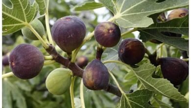 Anjeer Farming: किसानो की एक बार मेहनत से सालो तक तगड़ा मुनाफा देते है ये फल,जाने