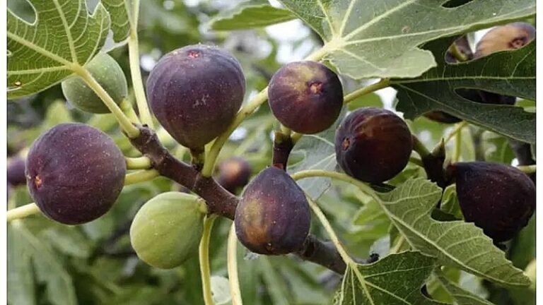 Anjeer Farming: किसानो की एक बार मेहनत से सालो तक तगड़ा मुनाफा देते है ये फल,जाने