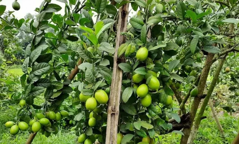 Kheti kisani:इन फलो की खेती से हो जायेंगे आप धन्नासेठ होंगी बपंर कमाई,जाने पूरी जानकारी
