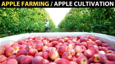 Apple Cultivation: कम लागत में बना देंगी सेब की खेती मालामाल,जाने