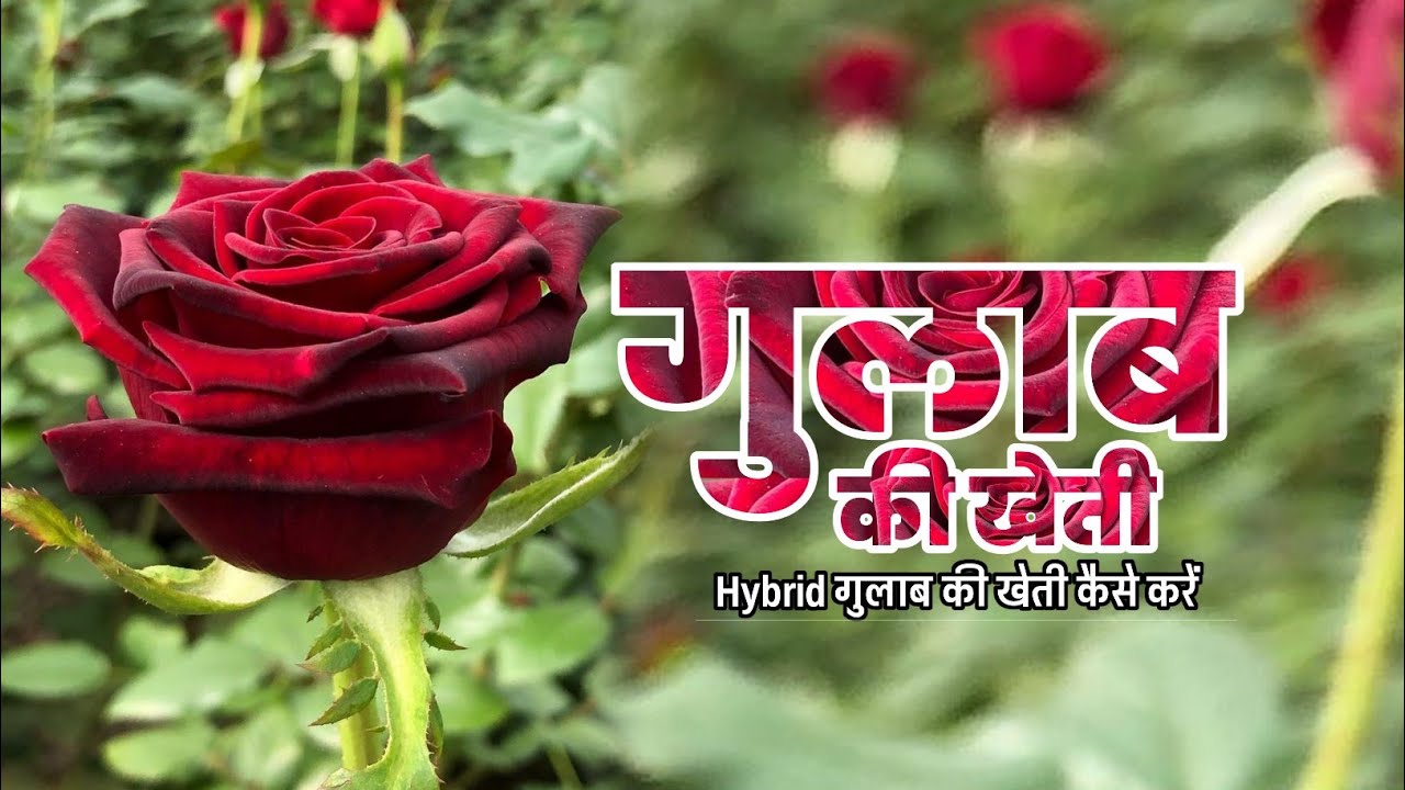 एडवांस तरीके से करे ताजे ताजे गुलाबो की खेती जाने तरीका