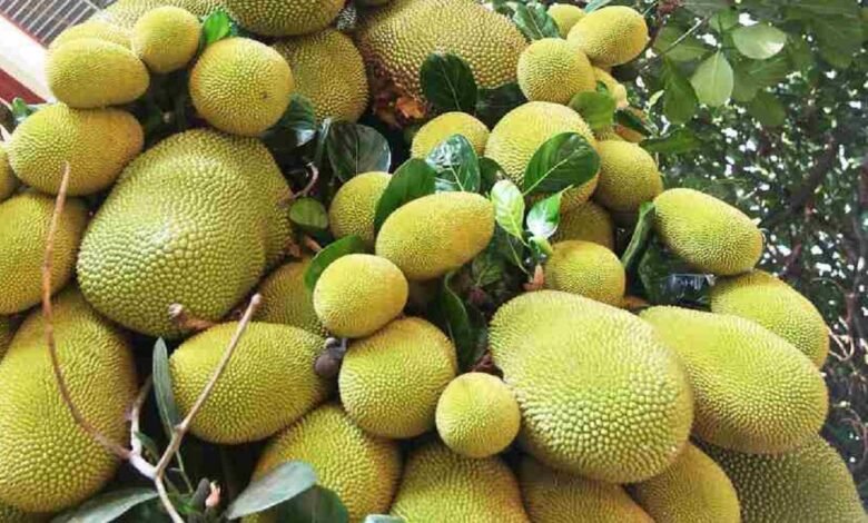 Jackfruit Cultivation: किसानो को धन्नासेठ बना देंगी ये सब्जी की खेती,कम लागत में होंगी तगड़ी कमाई जाने करने का सही तरीका