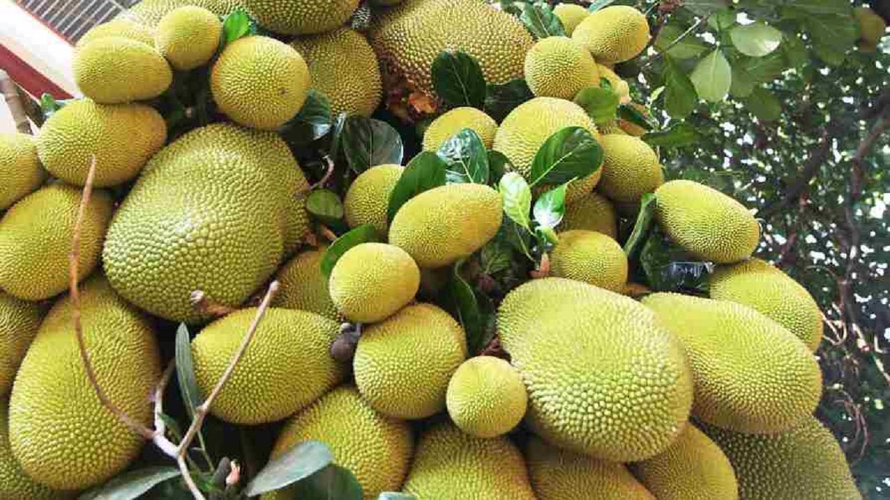 Jackfruit Cultivation: किसानो को धन्नासेठ बना देंगी ये सब्जी की खेती,कम लागत में होंगी तगड़ी कमाई जाने करने का सही तरीका