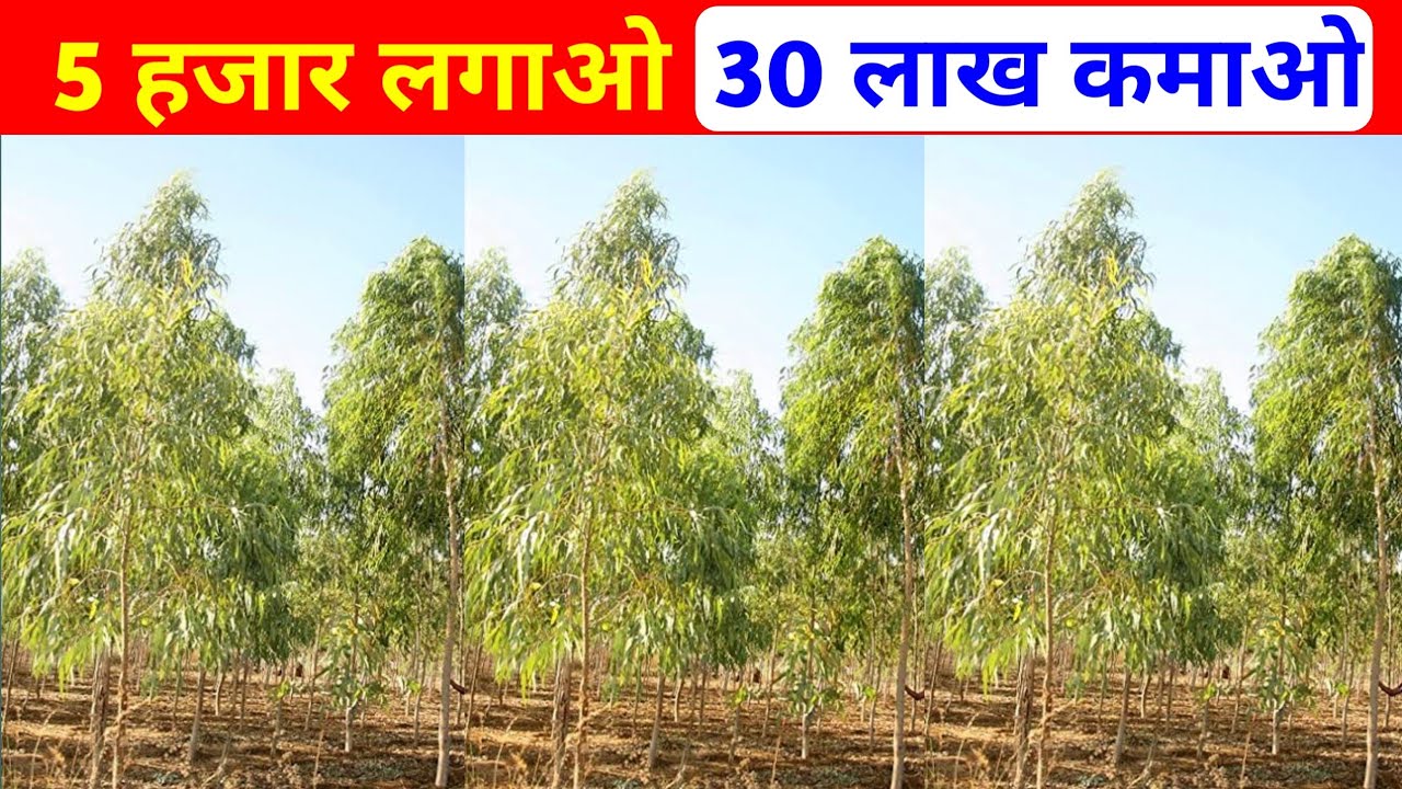 किसानो को कैसे मिलेंगी सब्सिडी नीलगिरि की खेती की,होगा अच्छा मुनाफा जाने