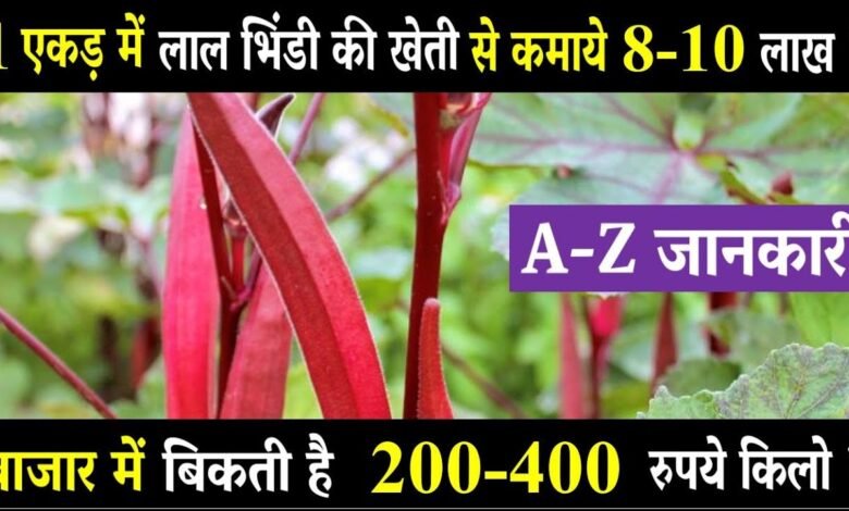 लाल भिंडी की खेती करने से आप बन जायेंगे धन्नासेठ