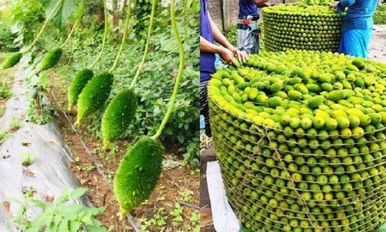 Kantola Farming 2024: कंटोल की खेती करने से बन सकते है आप धन्नासेठ,कम लागत हो होगा करोडो का मुनाफा,जाने