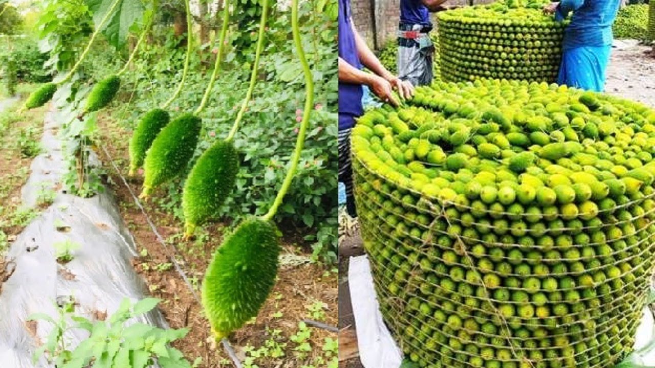 Kantola Farming 2024: कंटोल की खेती करने से बन सकते है आप धन्नासेठ,कम लागत हो होगा करोडो का मुनाफा,जाने