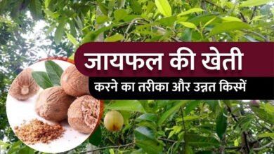 किसानो को जन्नत की सैर कराएगी ये यूनिक फल की खेती जिसकी बिक्री किसानो को बनाएगी धनवान