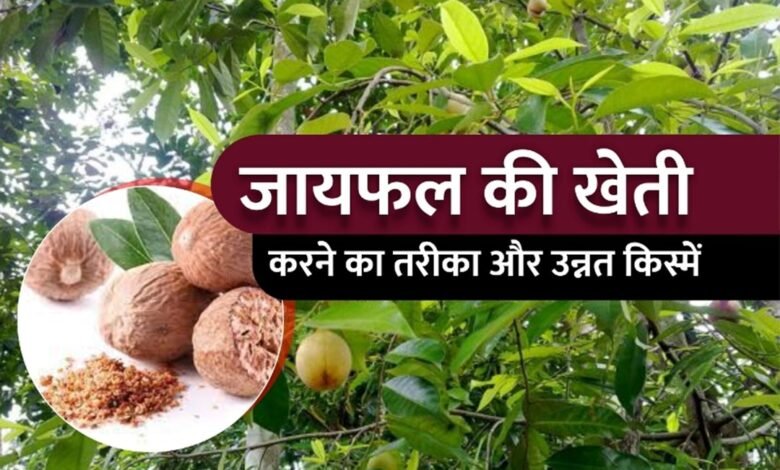 किसानो को जन्नत की सैर कराएगी ये यूनिक फल की खेती जिसकी बिक्री किसानो को बनाएगी धनवान