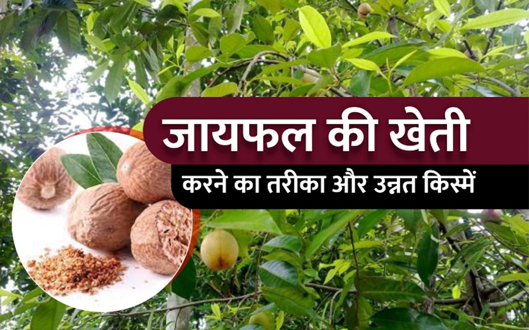 किसानो को जन्नत की सैर कराएगी ये यूनिक फल की खेती जिसकी बिक्री किसानो को बनाएगी धनवान