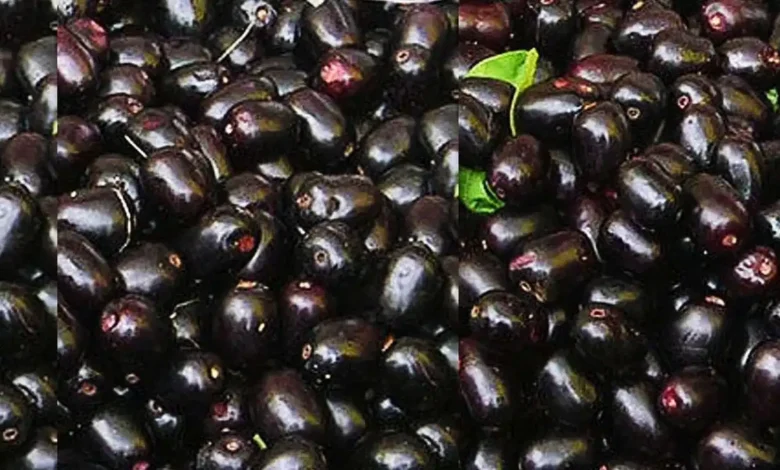 Jamun ki kheti: लाखो-करोड़ो में खेलोंगे अगर जामुन की खेती कर ली तो,जाने इसे करने का सही तरीका