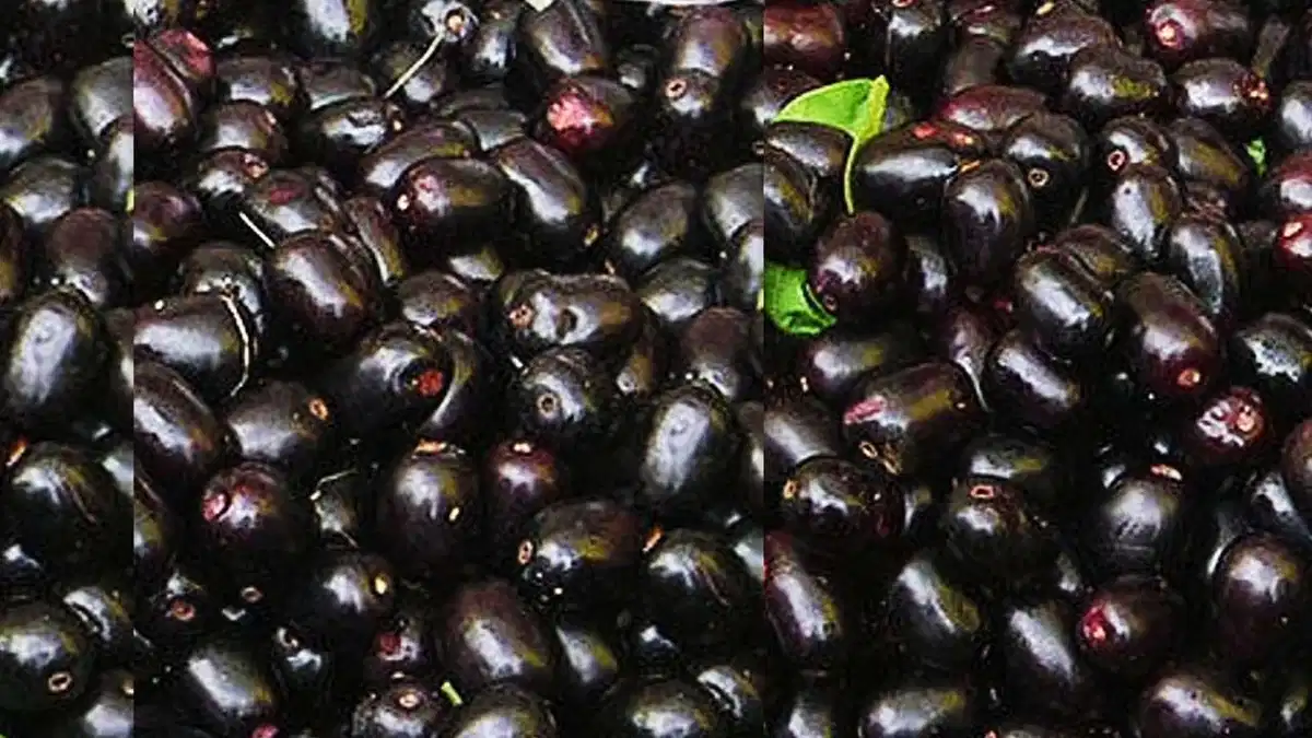 Jamun ki kheti: लाखो-करोड़ो में खेलोंगे अगर जामुन की खेती कर ली तो,जाने इसे करने का सही तरीका