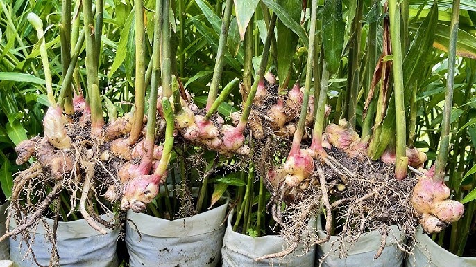 Ginger Cultivation: अदरक की खेती से बन जायेंगे आप धन्नासेठ,जाने इसे करने का सही तरीका