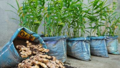 Ginger cultivation: अदरक की खेती किसानो को बना देंगी मालामॉल कम लागत में होंगे तगड़ा मुनाफा,जाने खेती करने का सही तरीका