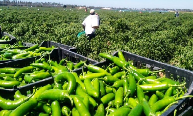 Chilli Farming: मिर्च की खेती की किसानों की जिंदगी बदल देंगी कम लागत होगा मोटा मुनाफ़ा,जाने