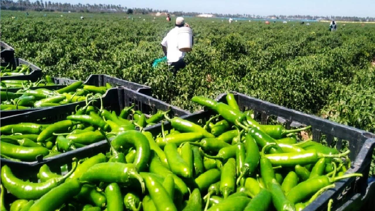 Chilli Farming: मिर्च की खेती की किसानों की जिंदगी बदल देंगी कम लागत होगा मोटा मुनाफ़ा,जाने