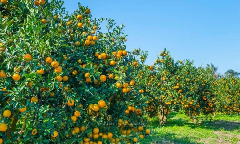 संतरे का सेवन करने से मिलेंगी जबरदस्त एनर्जी,होंगी कई बीमारिया दूर,जाने