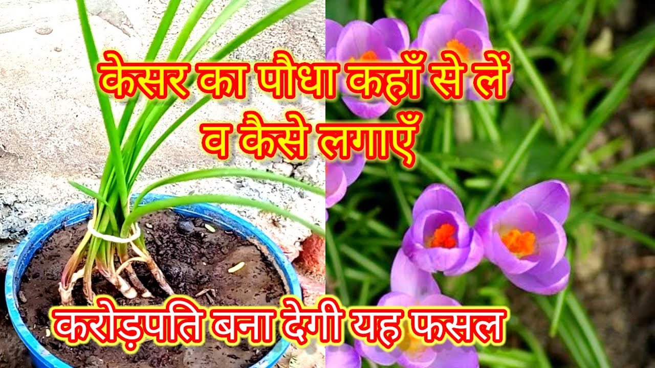 Cultivation of Saffron: ज्यादा महंगी बिकती है ये चीज़,जाने सही से खेती करने का तरीका