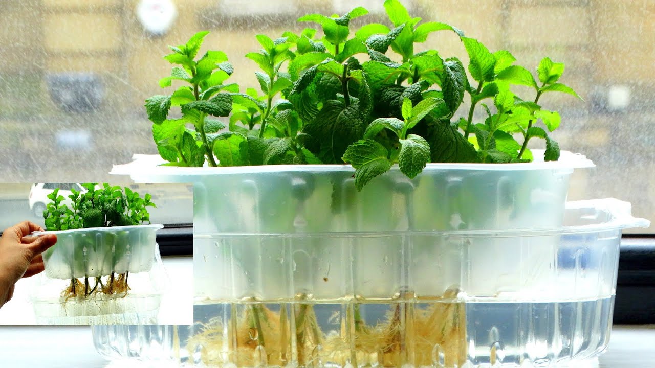 Mint cultivation: पुदीने की खेती बना देंगी करोड़पति,कम लागत में होगा तगड़ा मुनाफा,जाने