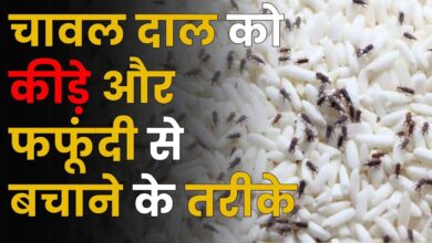 चावल-दाल में लग गए हैं कीड़ें तो अपनाये ये घरेलु नुस्खे कभी नहीं होंगे किस कीड़े,जाने