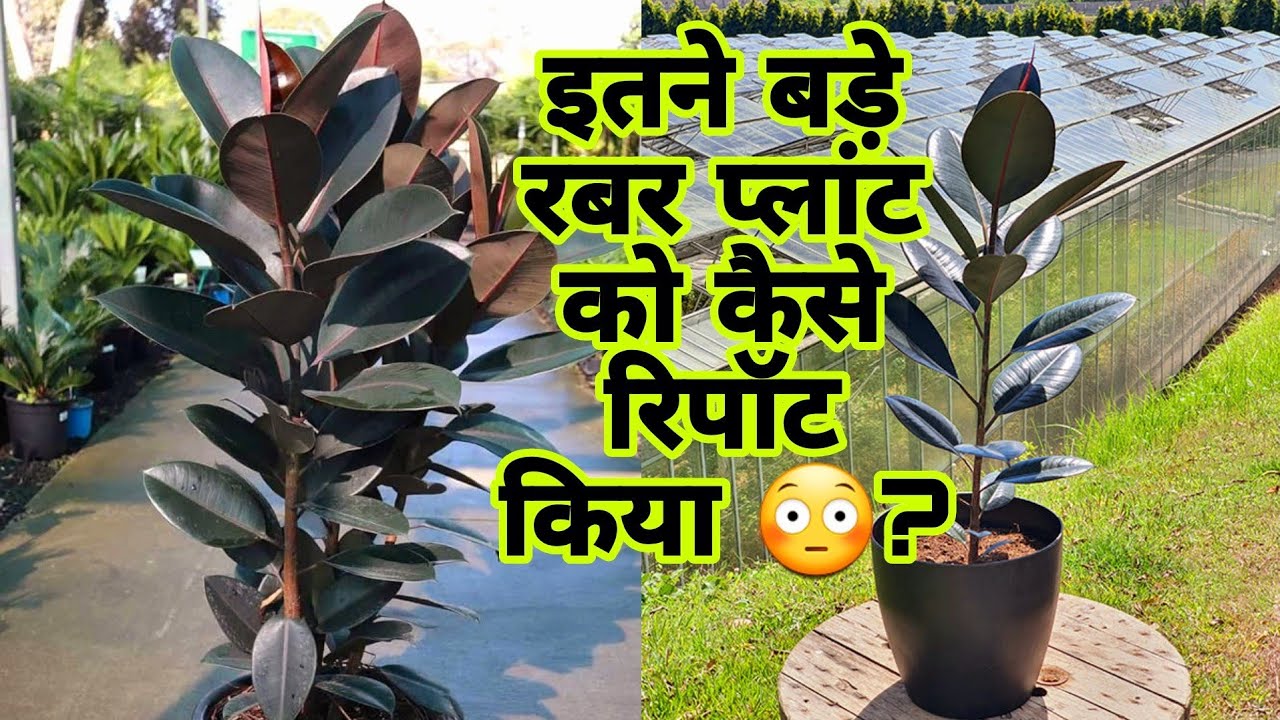 दिवाली पर लगाए घर पर ये पौधा कभी नहीं होंगी पैसे की कमी,जाने पूरी जानकारी