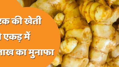 Ginger cultivation: अदरक की खेती कर बन जायेंगे धन्नासेठ,कम लागत में होंगी बंपर कमाई,जाने पुरी जानकारी