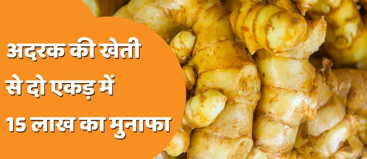 Ginger cultivation: अदरक की खेती कर बन जायेंगे धन्नासेठ,कम लागत में होंगी बंपर कमाई,जाने पुरी जानकारी