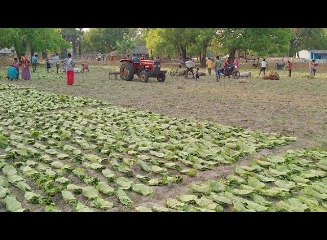 किसानो को बना देंगी धन्नासेठ तेंदूपत्ते की खेती,कम लागत में होंगा मोटा मुनाफा,जाने