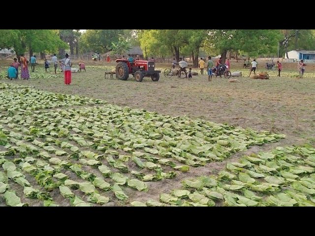 किसानो को बना देंगी धन्नासेठ तेंदूपत्ते की खेती,कम लागत में होंगा मोटा मुनाफा,जाने