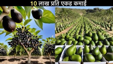 Avocado ki kheti: किसानो को बना देंगी धन्नासेठ ये फल की खेती,कम लागत में होंगी बंपर कमाई,जाने इसे करने का सही तरीका 