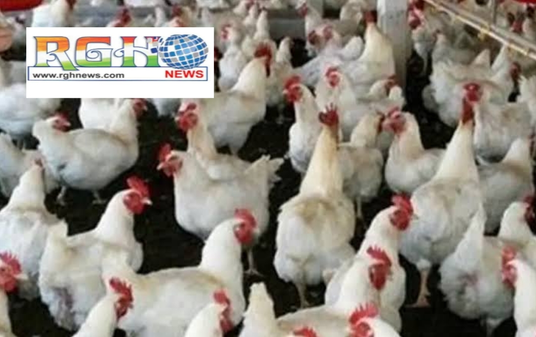 Chicken