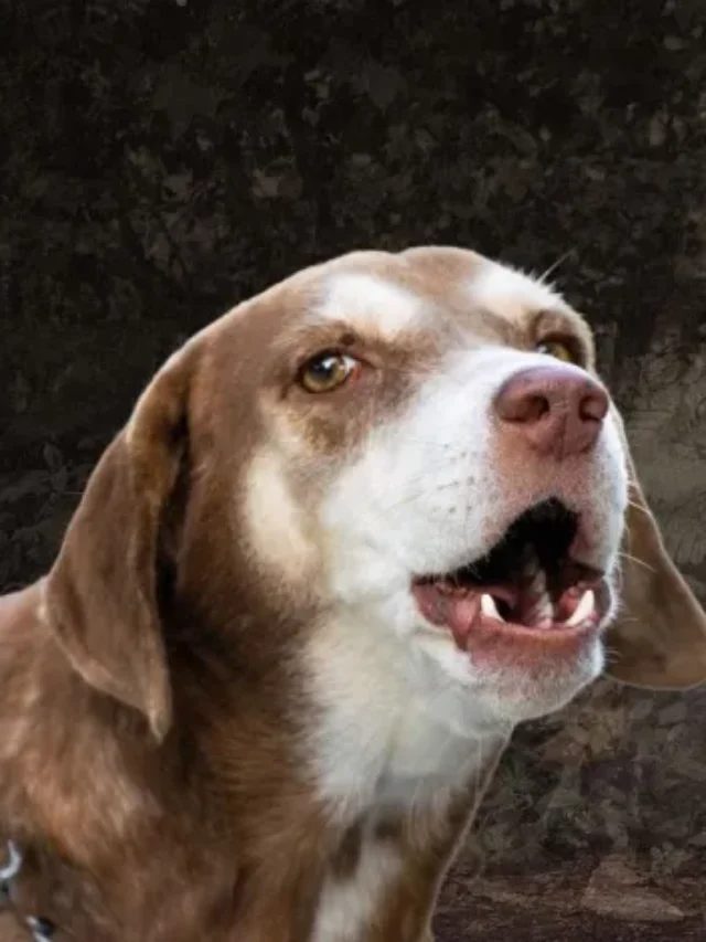 क्या रात में भूत-प्रेत को देखकर भौंकते हैं कुत्ते? जानिए क्या है मान्यता